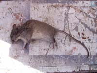 dead rat